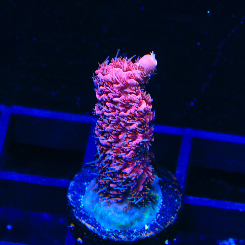 TSA Red Tornado Acropora Coral