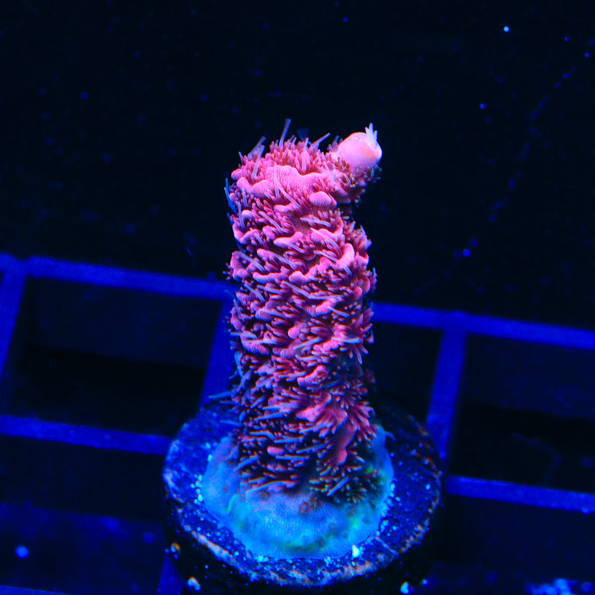 TSA Red Tornado Acropora Coral