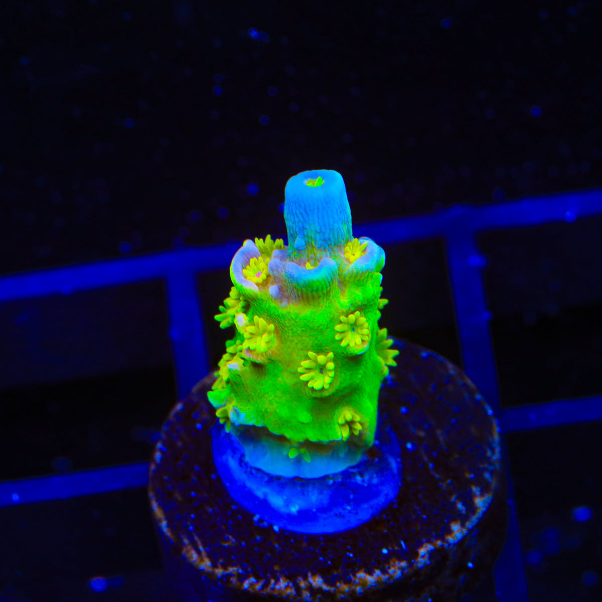 Walt Disney Tenuis Acropora Coral