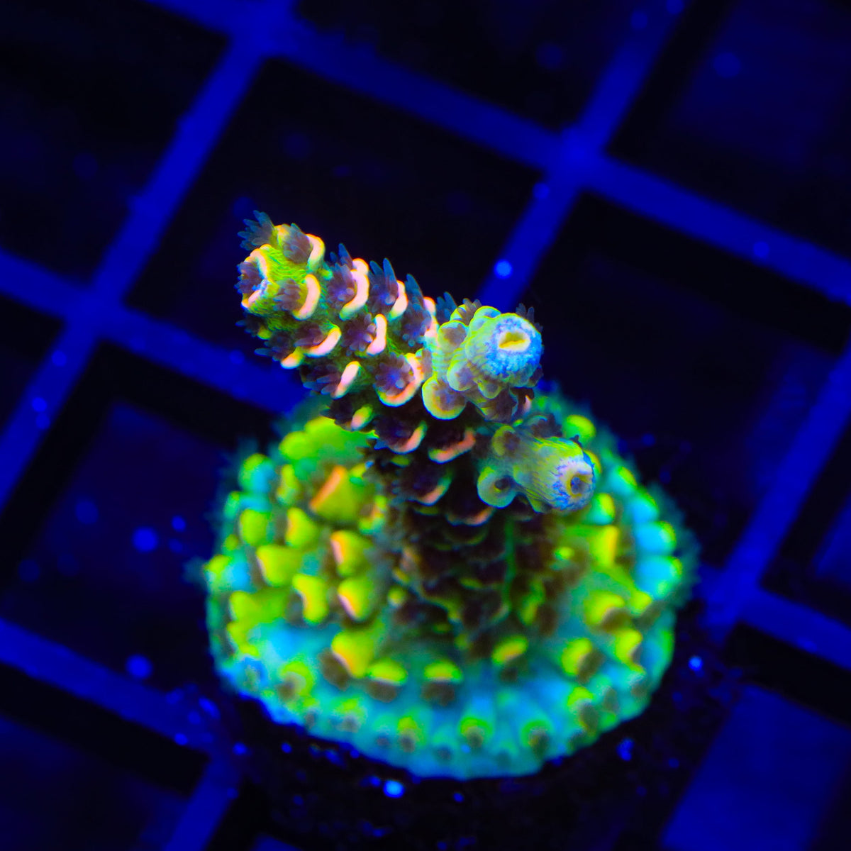 BkChem Froot Loops Acropora Coral