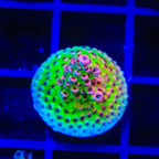 TSA Princess Peach Acropora Coral