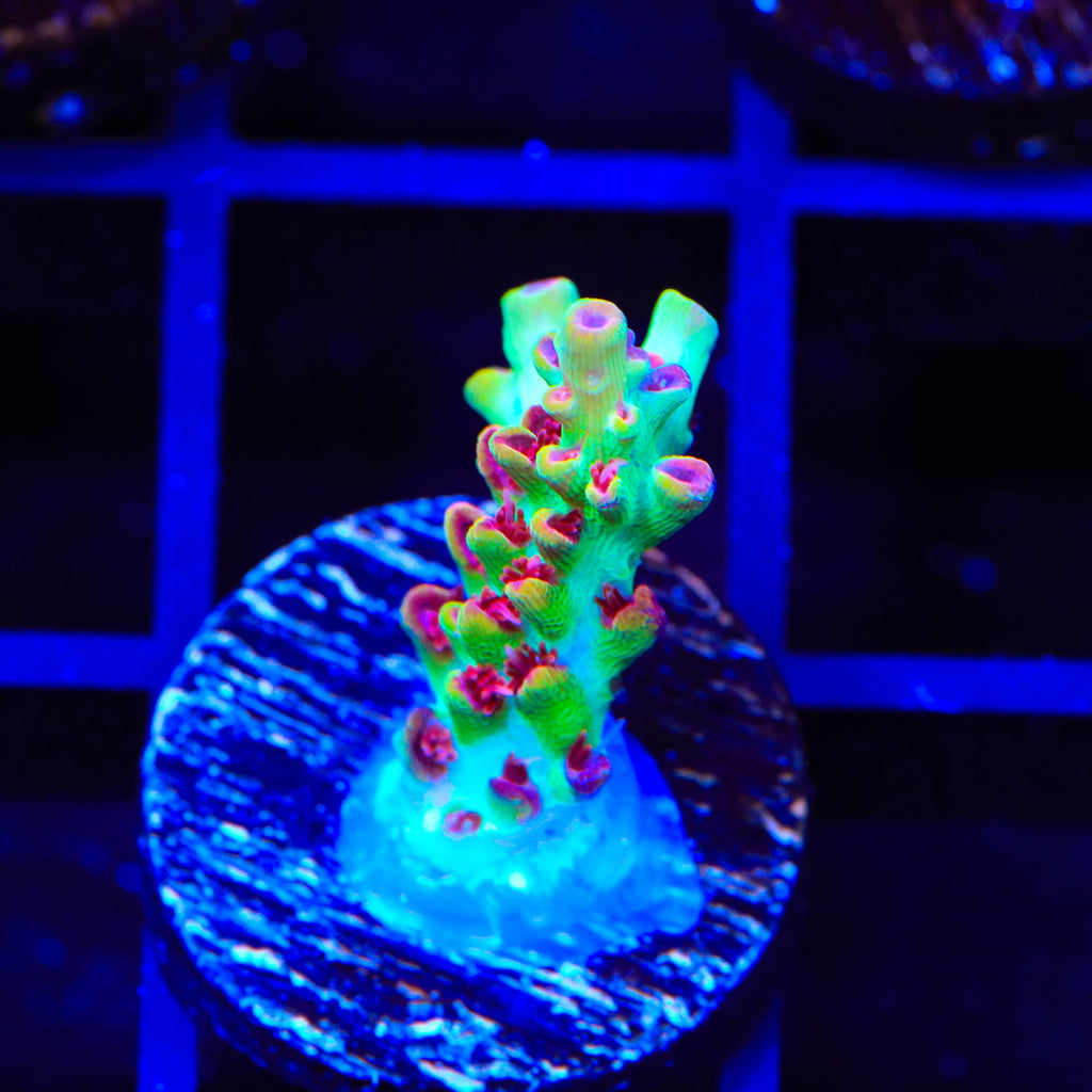 TSA Flame Tip Microclados Acropora Coral
