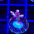 Vivid's Confetti Acropora Coral