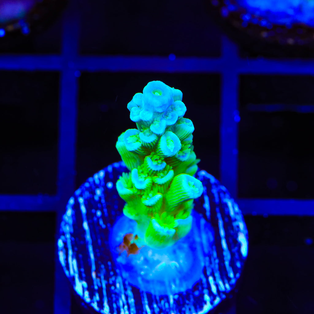 TSA Mimosa Acropora Coral