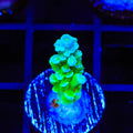 TSA Mimosa Acropora Coral