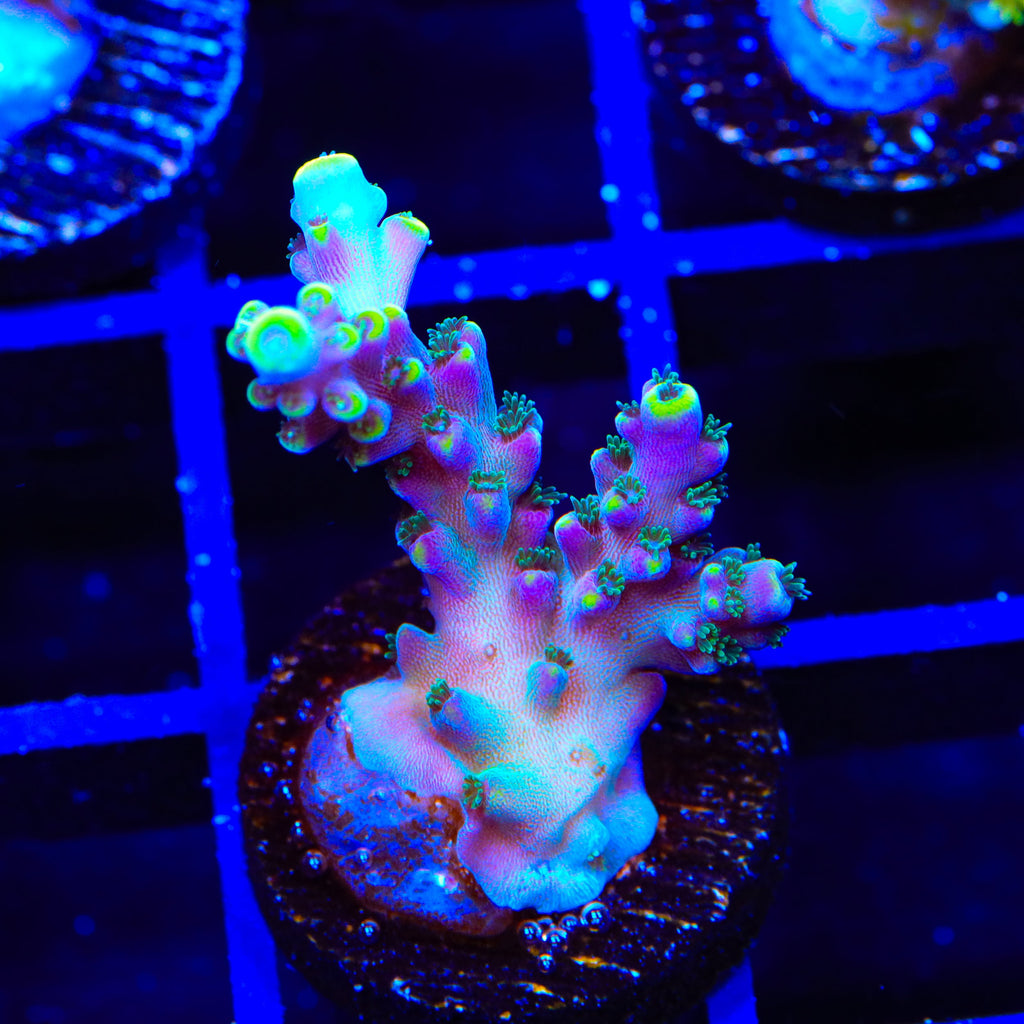TSA Bollywood Acropora Coral