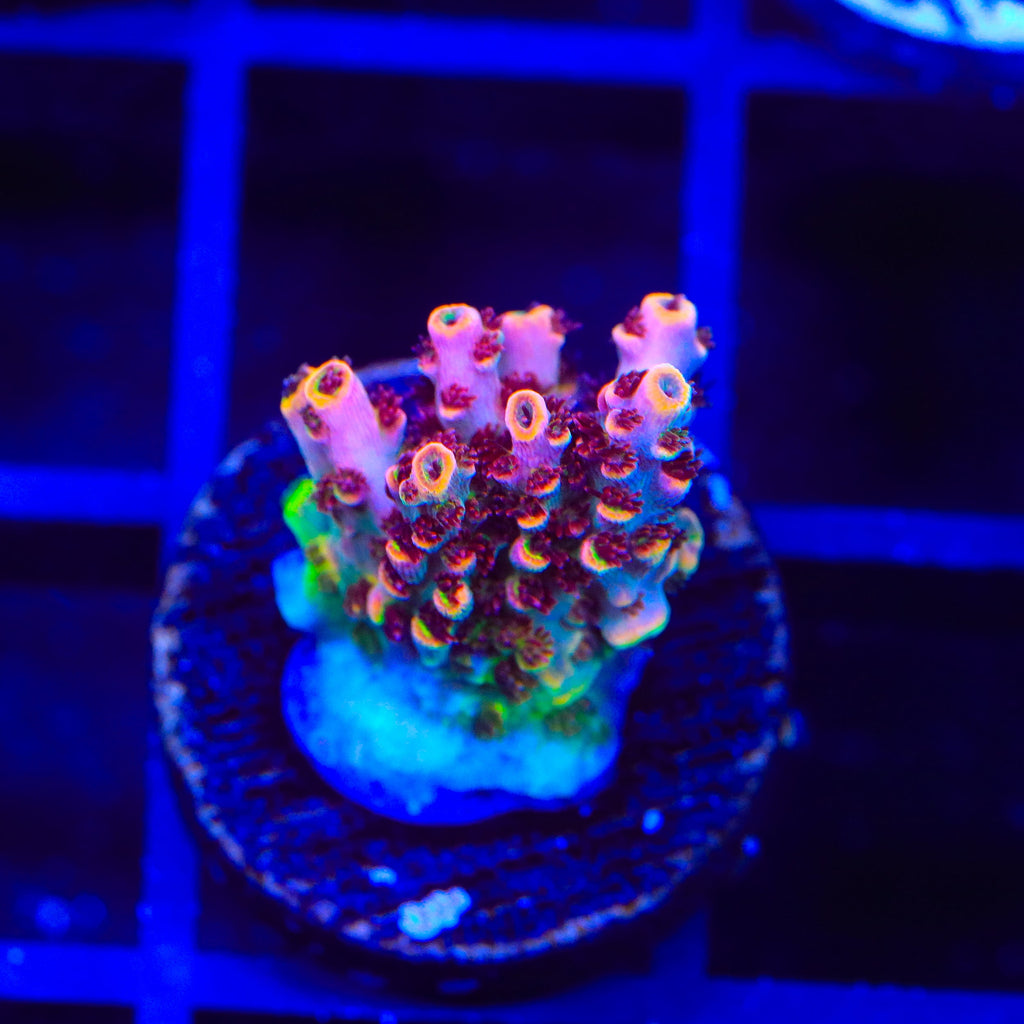 TSA Fruity Pebbles Acropora Coral