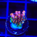 TSA Fruity Pebbles Acropora Coral
