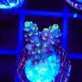 TSA Bollywood Acropora Coral