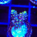 TSA Bollywood Acropora Coral