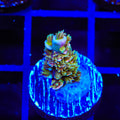 TSA Mango Passion Tenuis Acropora Coral