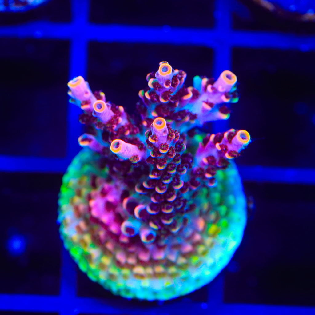 TSA Fruity Pebbles Acropora Coral