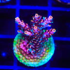 TSA Fruity Pebbles Acropora Coral