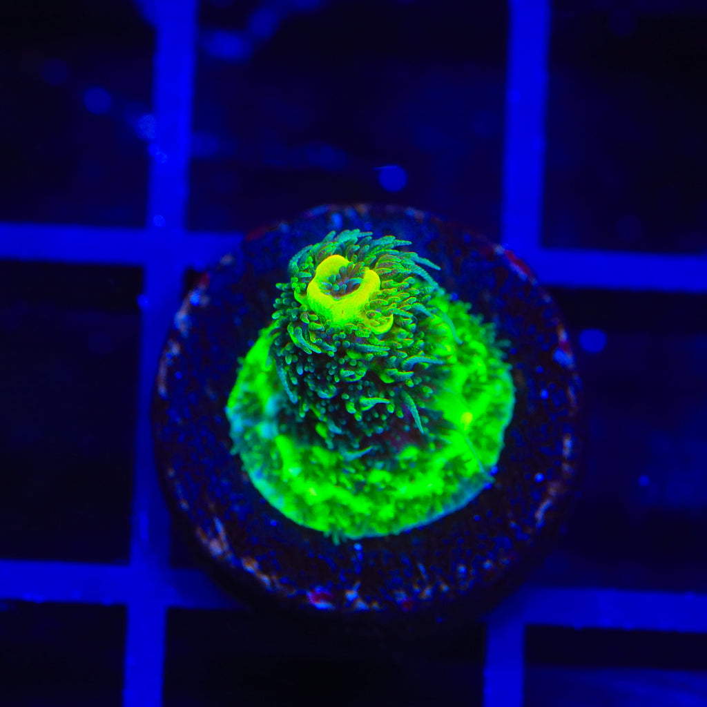 TSA Nuclear Green Millepora Acropora Coral