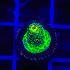 TSA Nuclear Green Millepora Acropora Coral