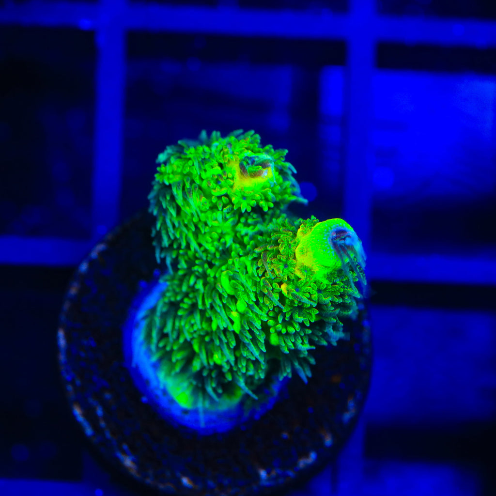 TSA Nuclear Green Millepora Acropora Coral