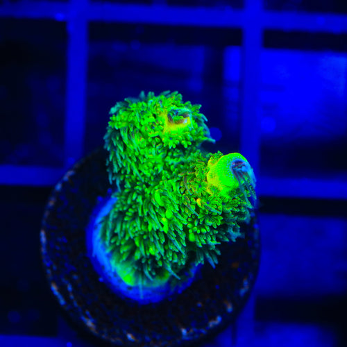TSA Nuclear Green Millepora Acropora Coral