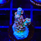 TSA Fire in the Sky Tenuis Acropora Coral