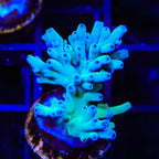 ORA Hawkins Echinata Acropora Coral
