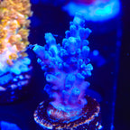 Jake Adams Immortal Tort Acropora Coral