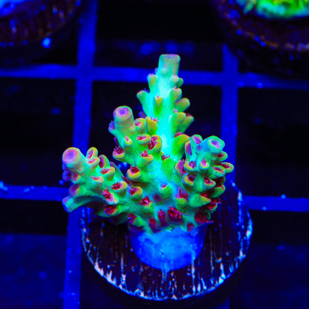 TSA Flame Tip Microclados Acropora Coral