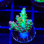 TSA Flame Tip Microclados Acropora Coral