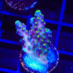 TSA Bollywood Acropora Coral