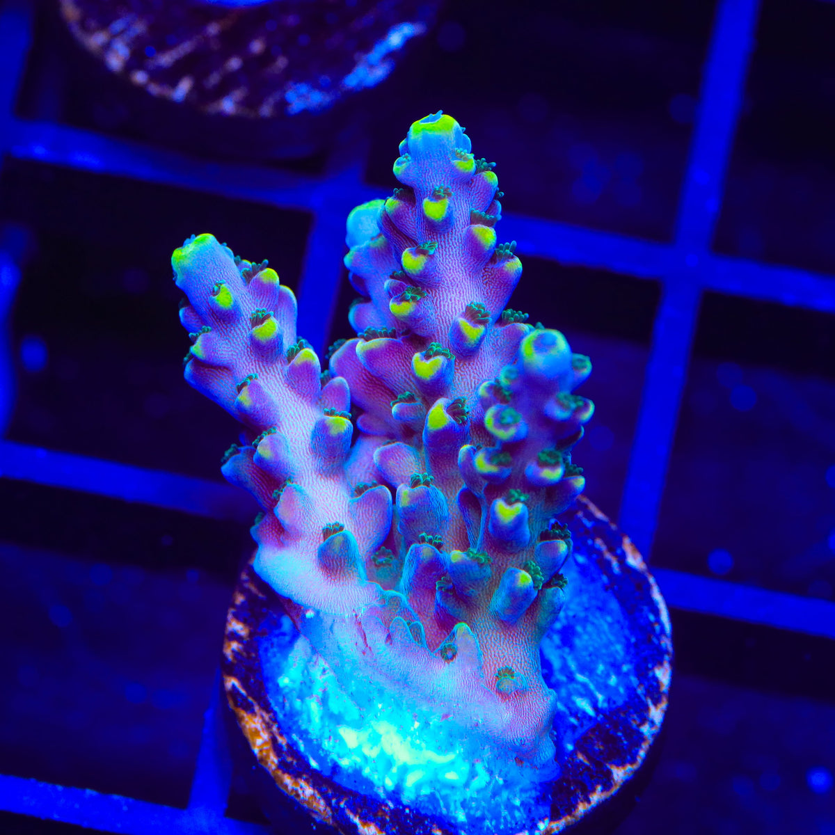 TSA Bollywood Acropora Coral