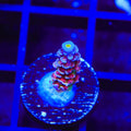 TSA Rocky Balboa Tenuis Acropora Coral