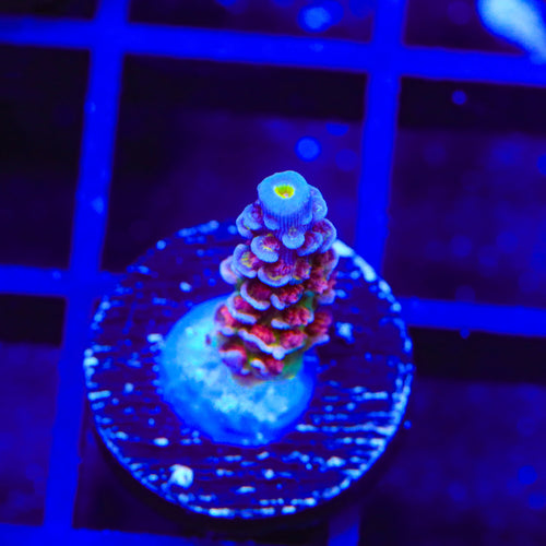 TSA Rocky Balboa Tenuis Acropora Coral