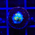 CCH Icarus Acropora Coral - Small