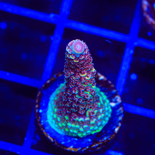 GWS Eternal Spathulata Acropora Coral