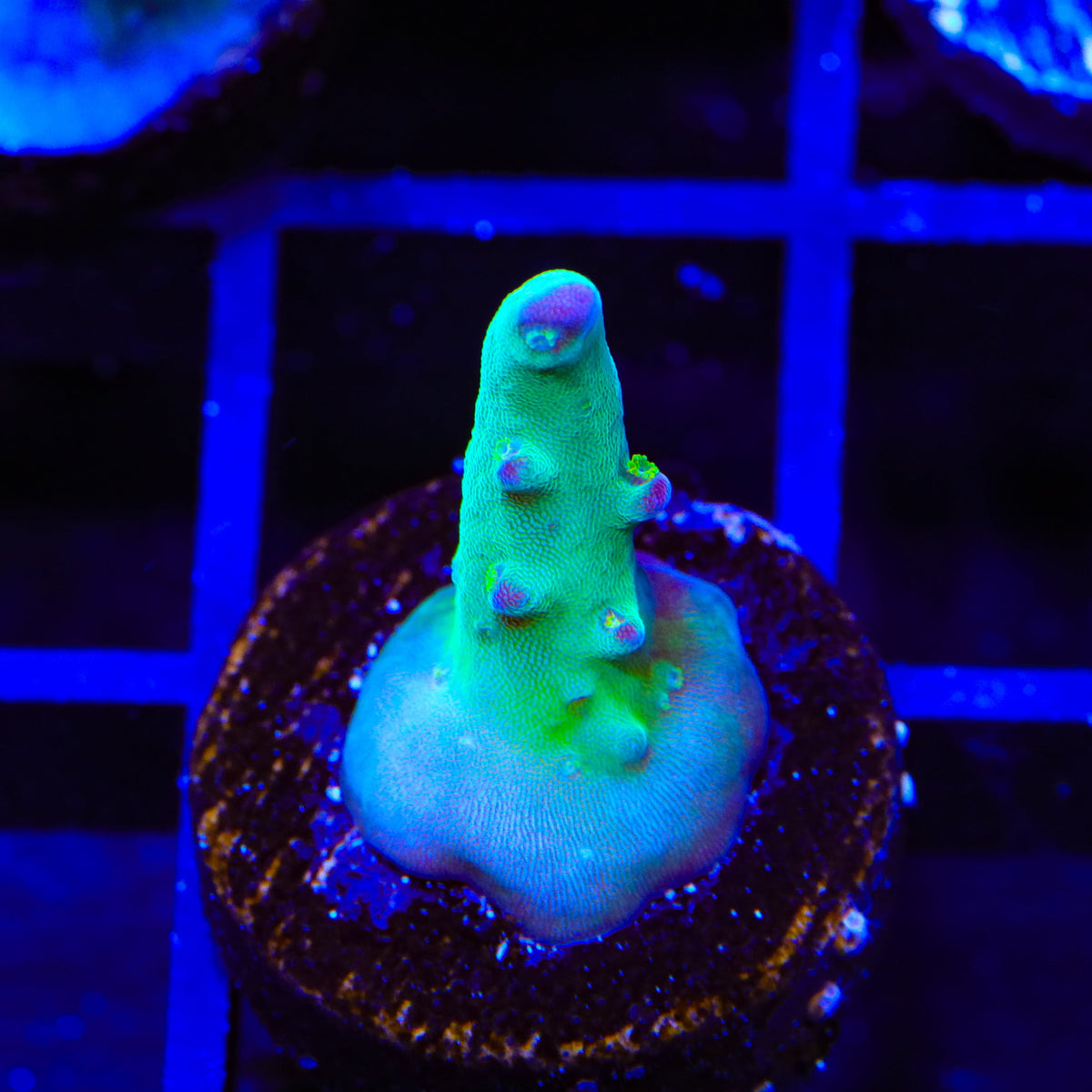 TSA Taj Mahal Acropora Coral