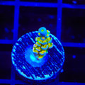 Walt Disney Tenuis Acropora Coral
