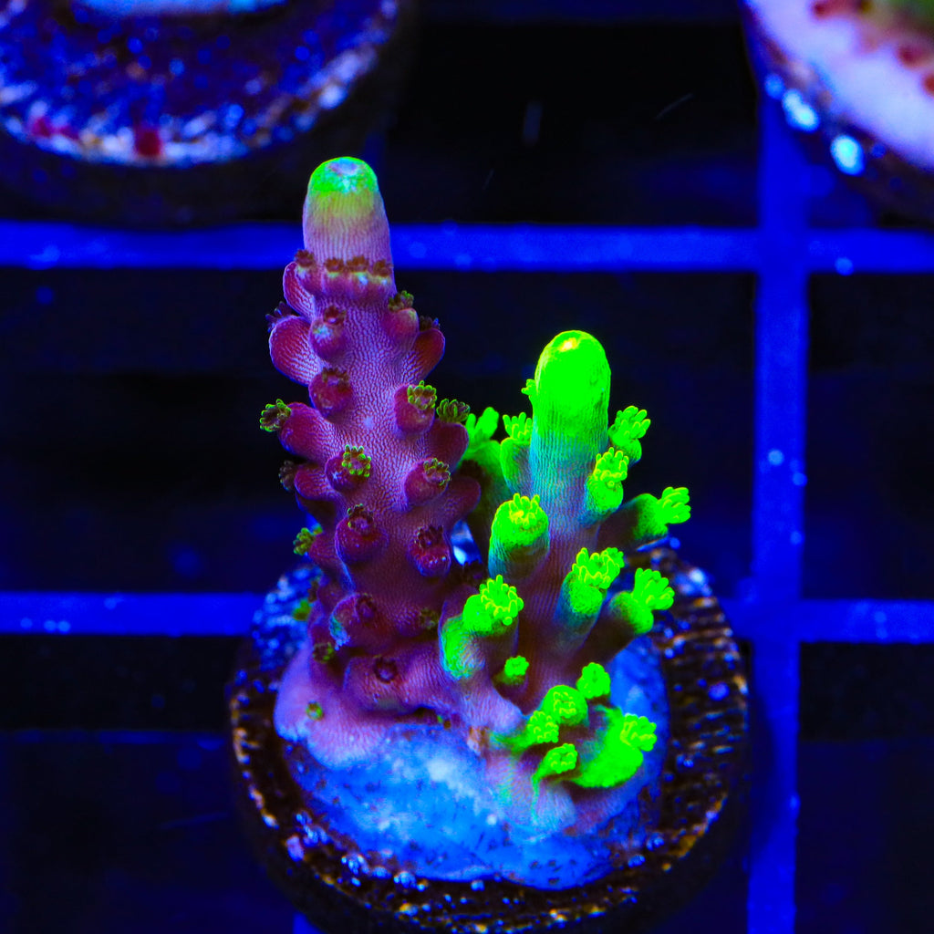 Grafted Fox Splice Acropora Coral