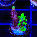 Grafted Fox Splice Acropora Coral