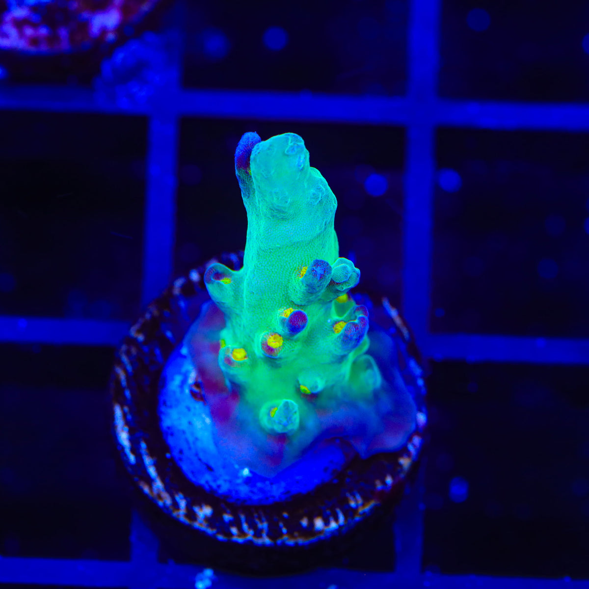 JF Fantasy Island Acropora Coral
