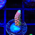 ASD Rainbow Millepora Acropora Coral