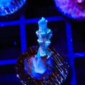 Vivids Insanity Acropora Coral