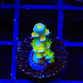 Walt Disney Tenuis Acropora Coral
