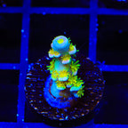 Walt Disney Tenuis Acropora Coral