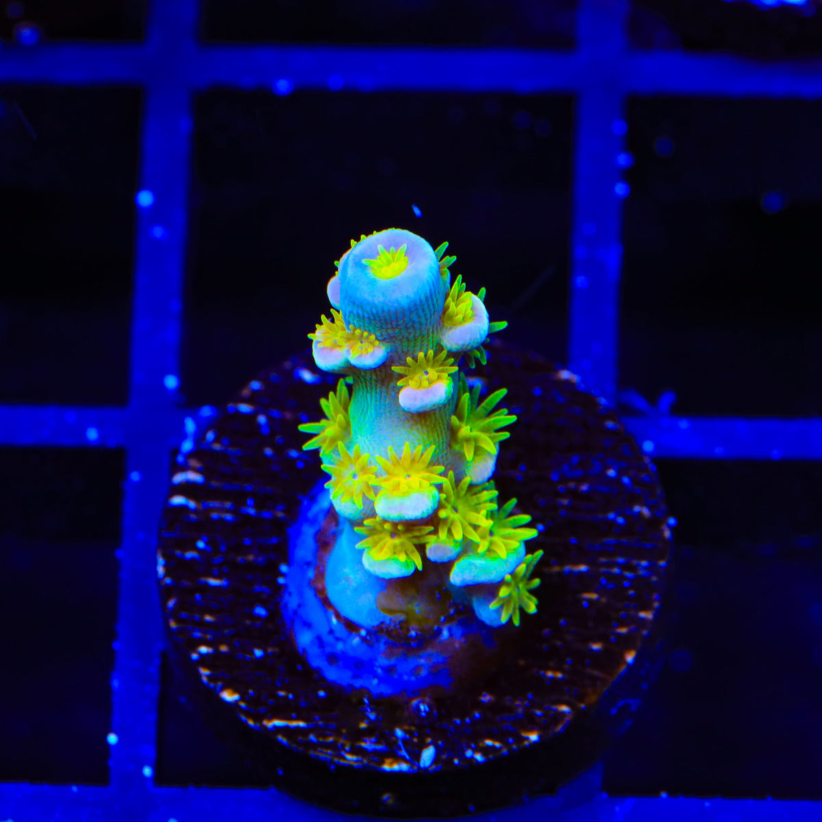 Walt Disney Tenuis Acropora Coral