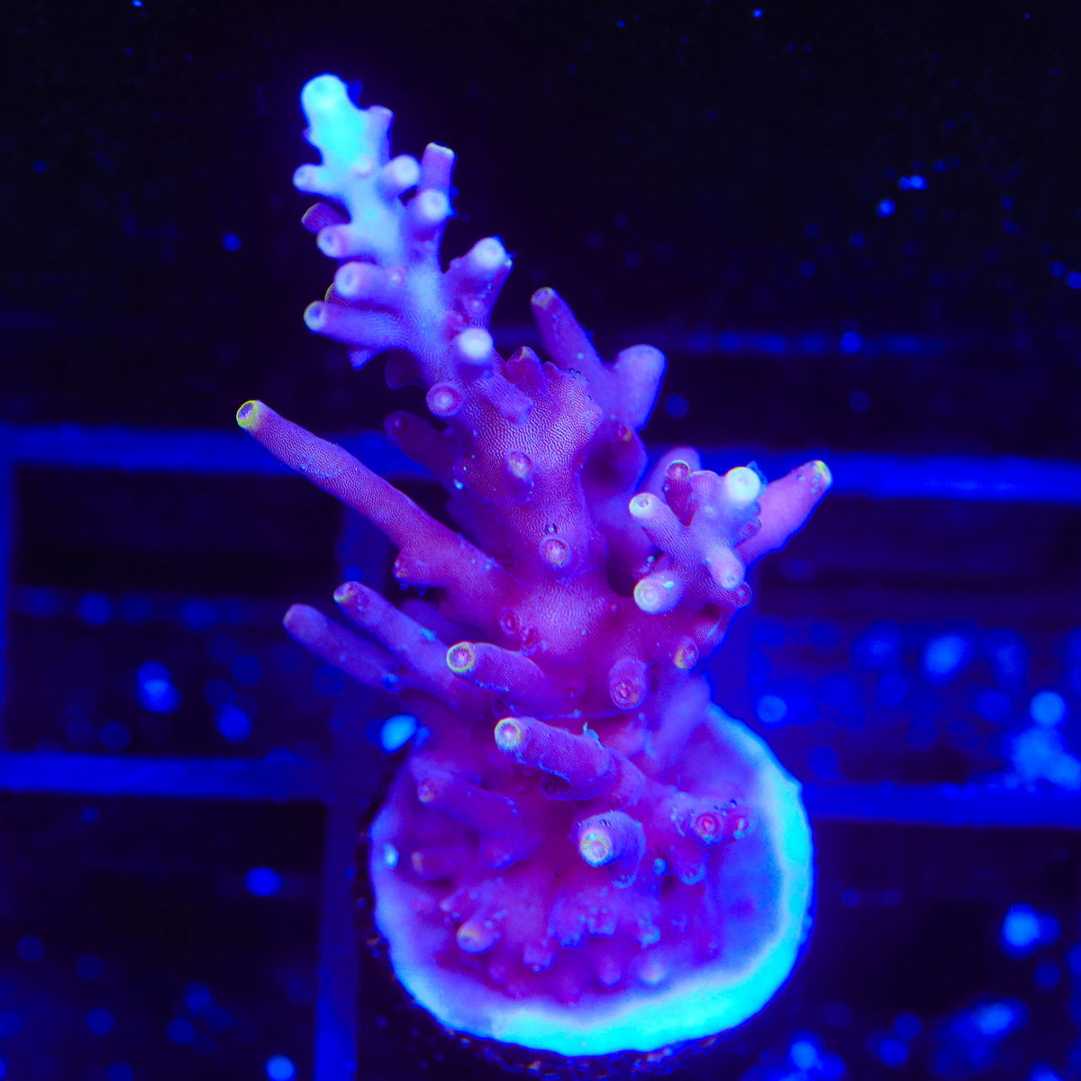 TSA Plum Crazy Dragon Acropora Coral