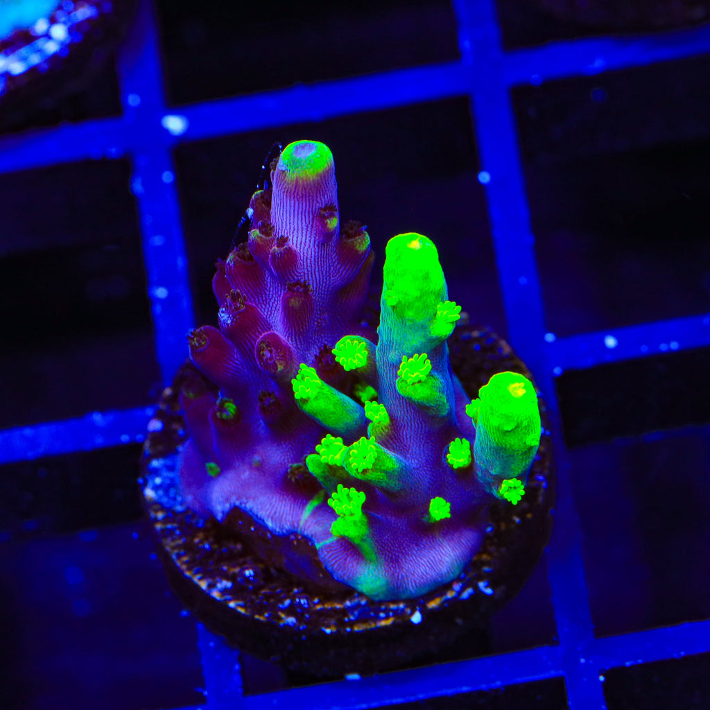 Grafted Fox Splice Acropora Coral