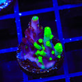 Grafted Fox Splice Acropora Coral