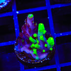 Grafted Fox Splice Acropora Coral