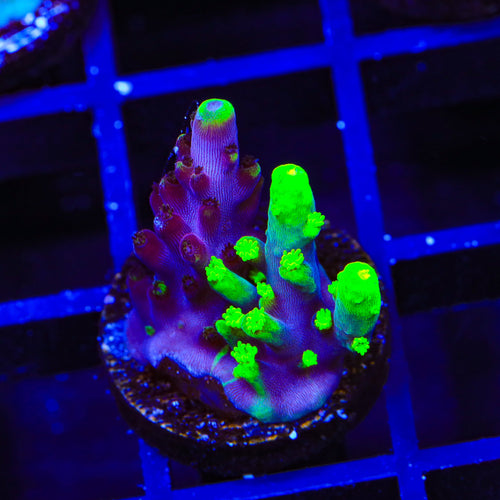Grafted Fox Splice Acropora Coral