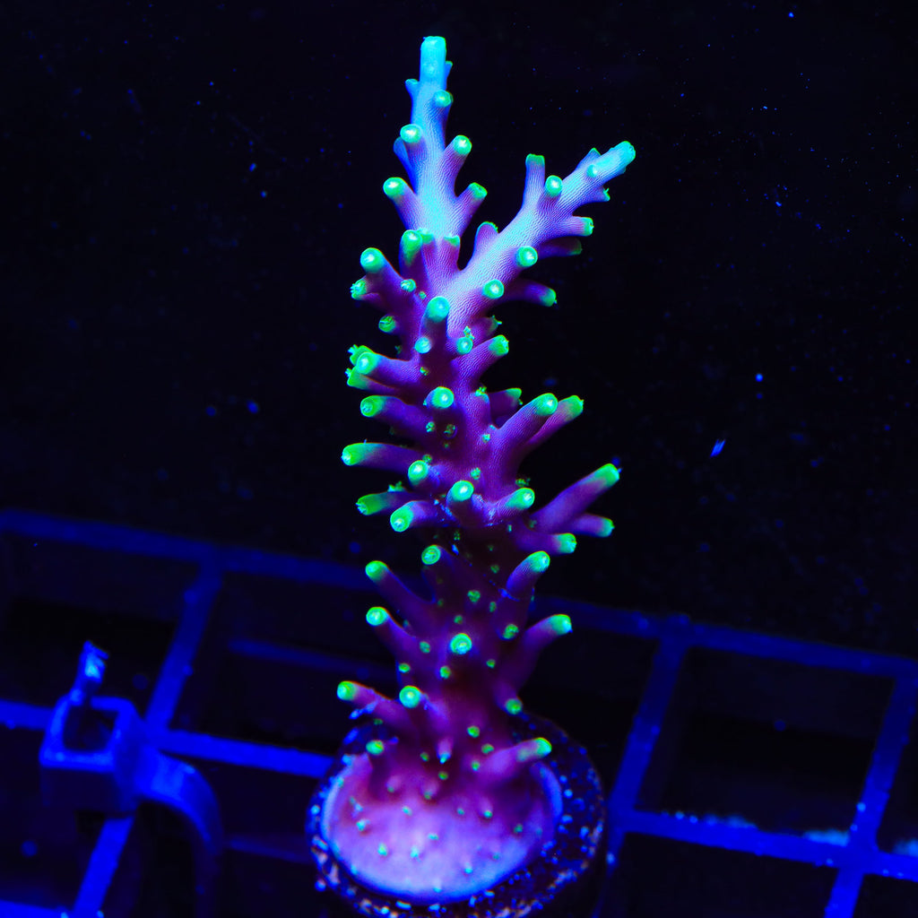 Pacman Dragon Acropora Coral