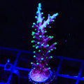 Pacman Dragon Acropora Coral