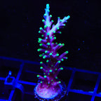 Pacman Dragon Acropora Coral